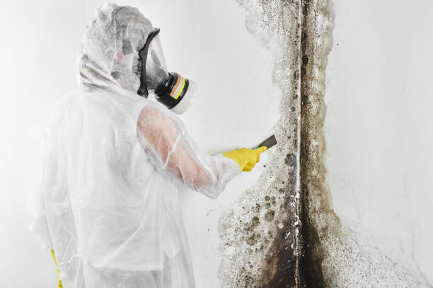 Best Mold Cleaning Services  in West Rson, CA