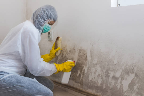 Best Commercial Mold Removal  in West Rson, CA