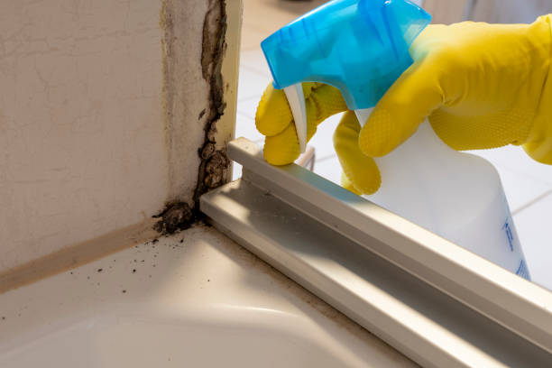 Best Mold Removal Company Near Me  in West Rson, CA