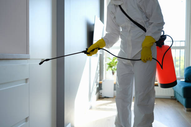 Trusted West Carson, CA Mold Removal Experts