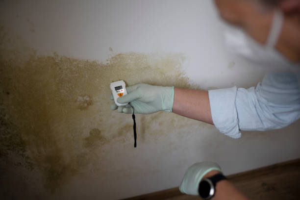 Crawl Space Mold Removal in West Carson, CA