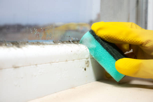 Best Mold Remediation  in West Rson, CA