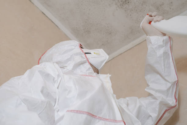 Mold Testing and Removal in West Carson, CA