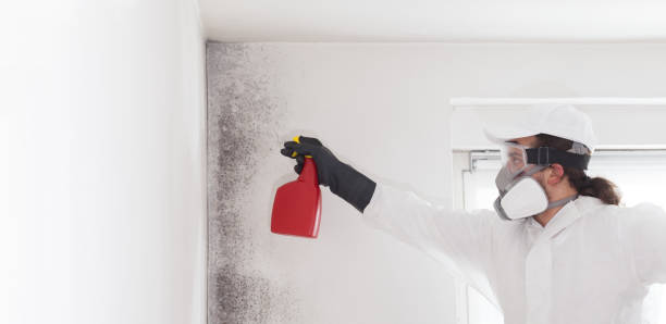 Best Residential Mold Removal  in West Rson, CA