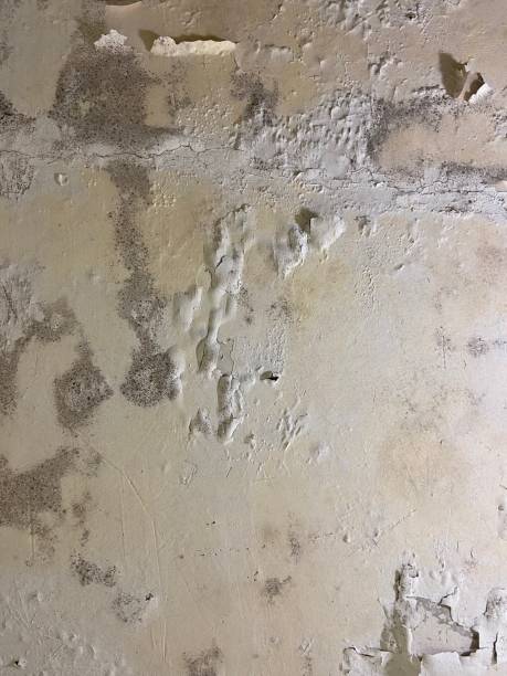 Best Mold Removal Near Me  in West Rson, CA