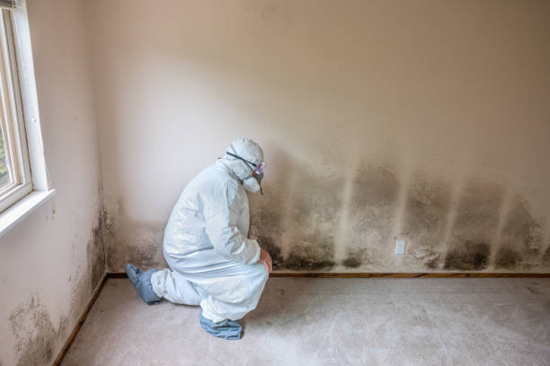 Best Emergency Mold Removal  in West Rson, CA