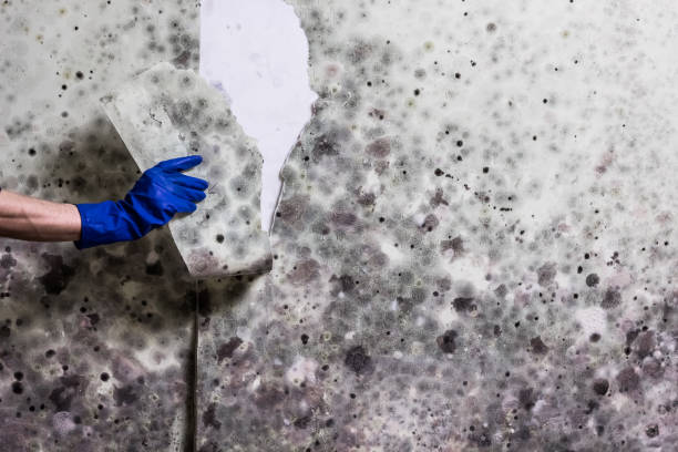 Certified Mold Removal in West Carson, CA