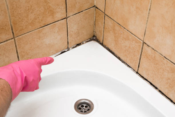 Best Mold Testing and Removal  in West Rson, CA